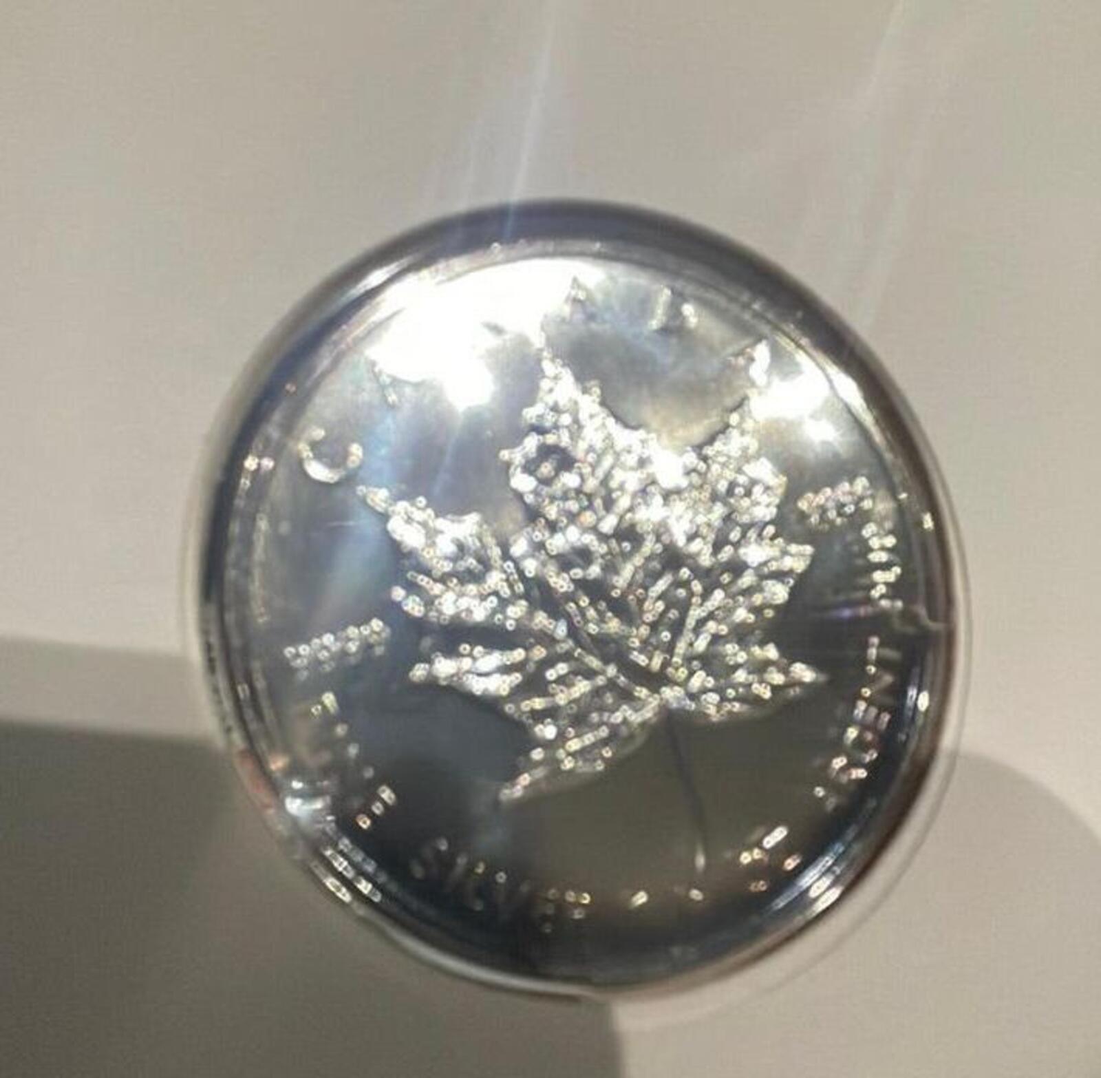 Commemorative 1996 Royal Canadian Silver Maple 5 Dollar Coin Cover ft. QE II
